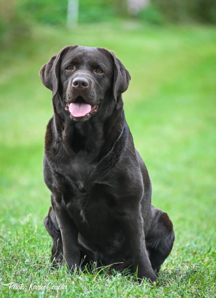 Temida – Labrador Retriever FIGO LABS FCI