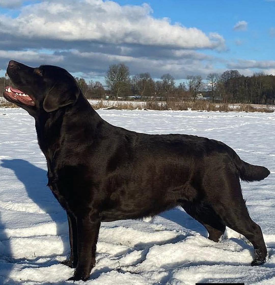 🤎 Temi 14 months🤎 – FIGO LABS FCI